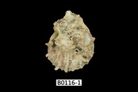 藏品(山羊海菊蛤)的圖片